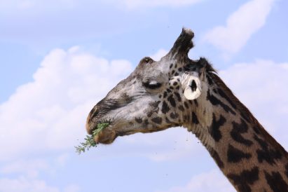 A giraffe chomping on a treat. (Lynn R. Blamires, Special to the Standard-Examiner)